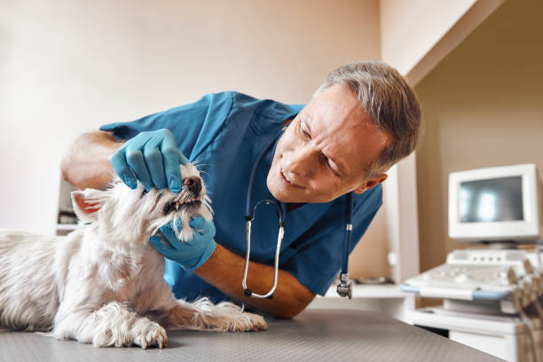 Best 24-Hour Emergency Dentist in Ardmore, TN